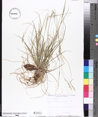Poa autumnalis image