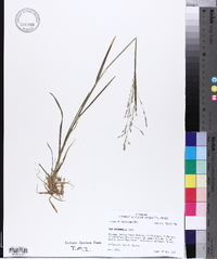 Poa autumnalis image