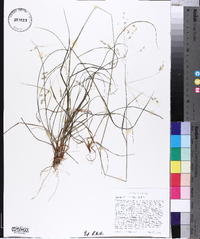 Poa autumnalis image