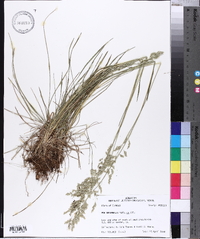 Poa autumnalis image