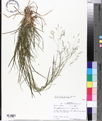 Poa autumnalis image