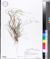 Poa autumnalis image