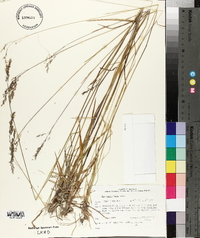 Poa saltuensis image