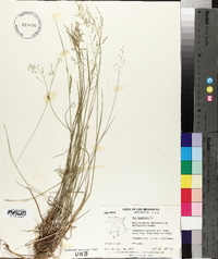 Poa nemoralis image