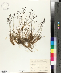 Poa arctica subsp. caespitans image