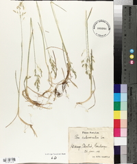 Poa subcaerulea image