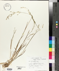 Image of Poa hisauchii