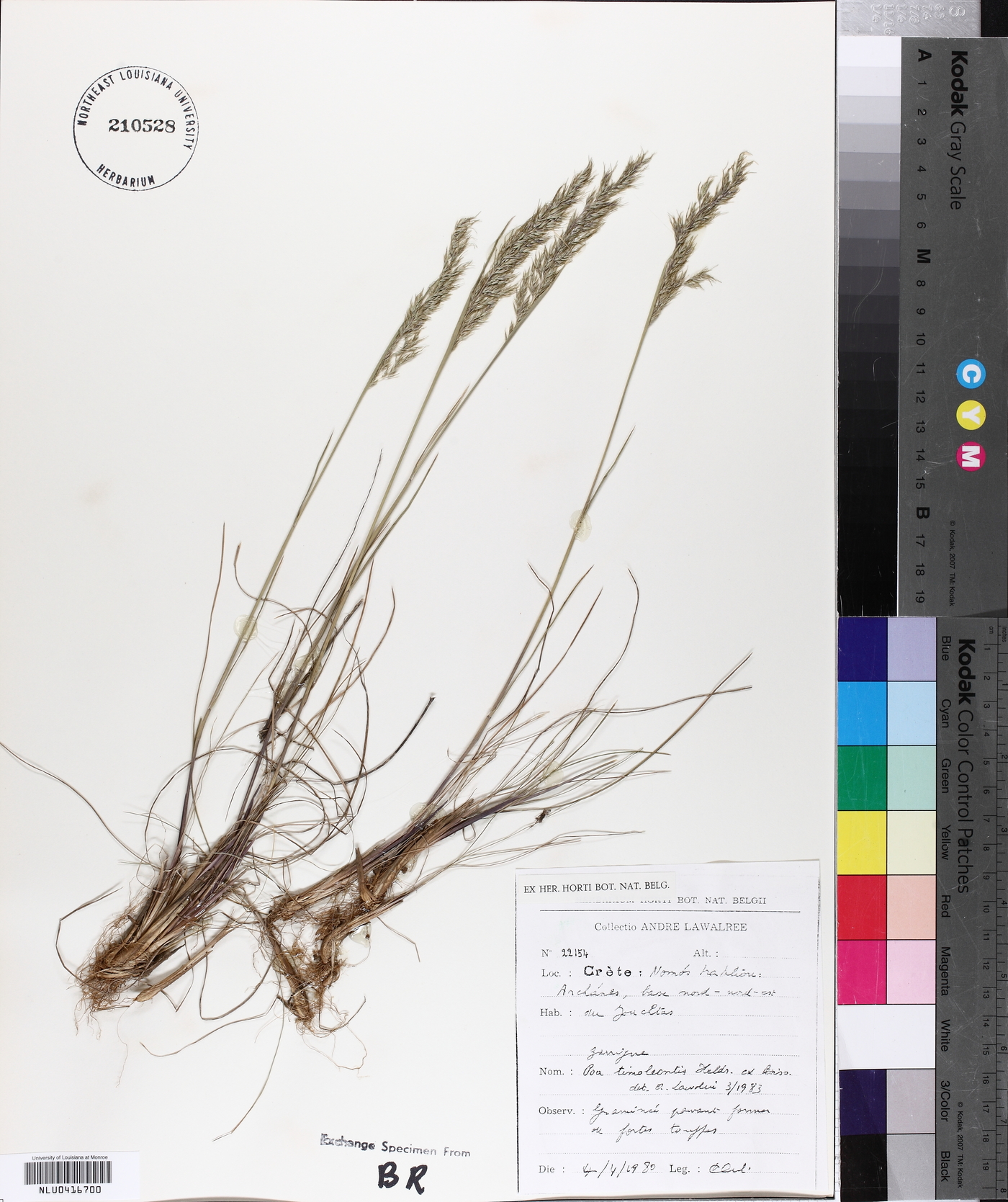 Poa timoleontis image