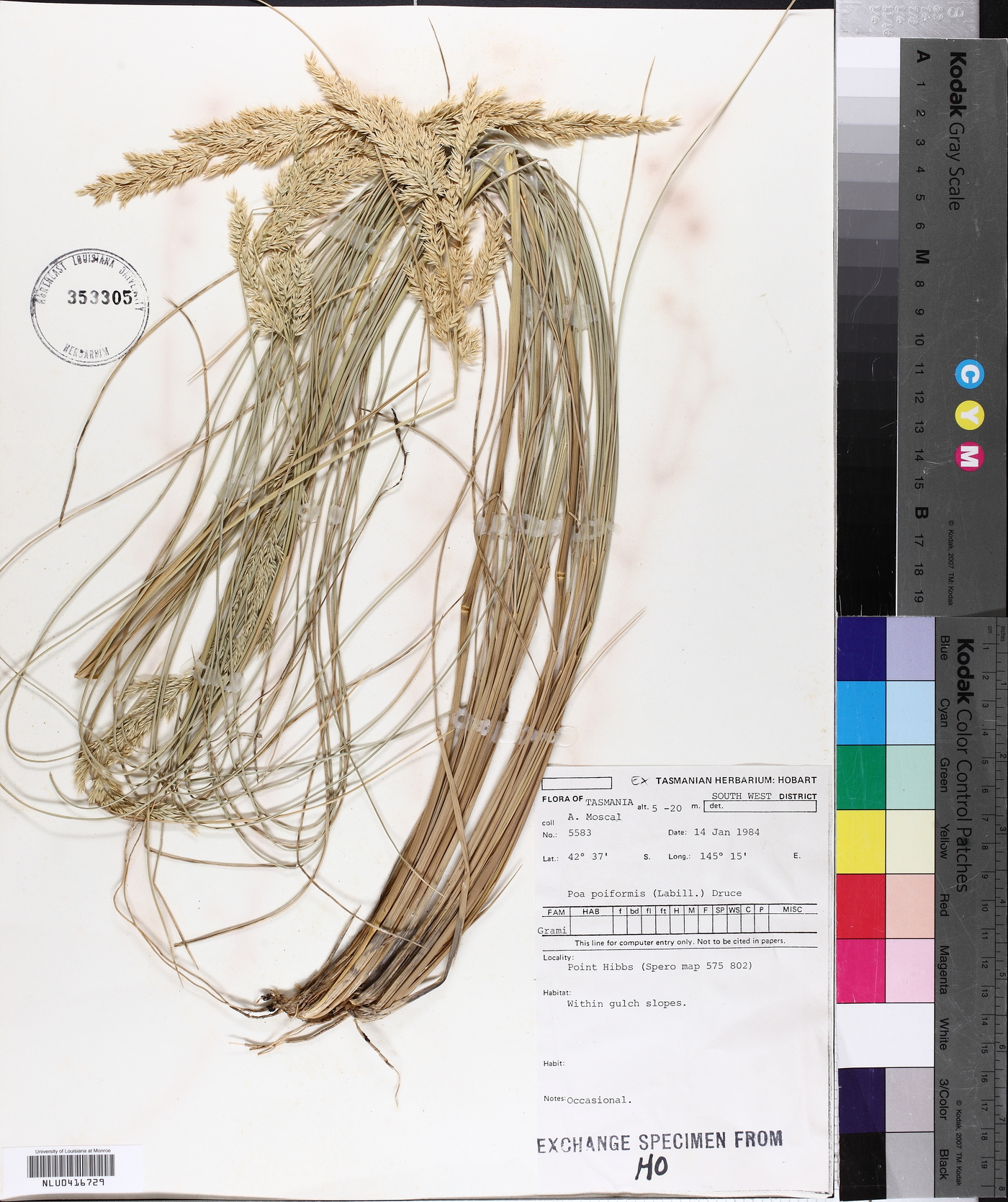 Poa poiformis image