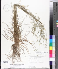 Poa autumnalis image