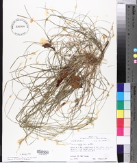 Poa autumnalis image