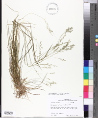 Poa autumnalis image