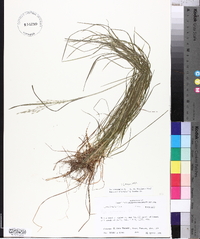 Poa autumnalis image