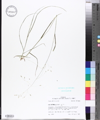 Poa autumnalis image