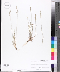 Poa bigelovii image