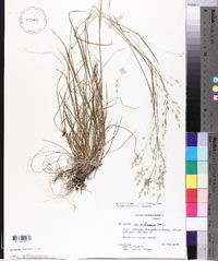 Poa autumnalis image