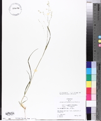 Poa autumnalis image