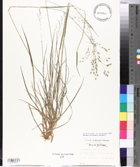 Poa autumnalis image