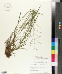 Poa alsodes image