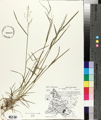 Poa alsodes image