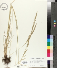 Poa secunda var. secunda image