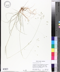 Poa autumnalis image