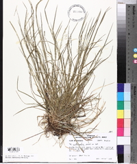 Poa autumnalis image