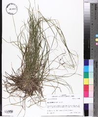 Poa autumnalis image