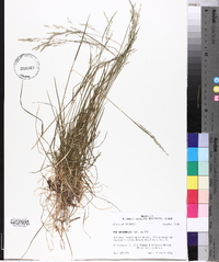 Poa autumnalis image