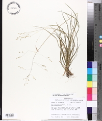 Poa autumnalis image