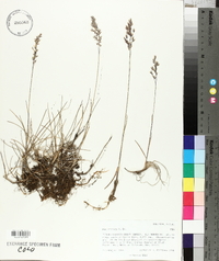 Poa arctica image