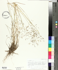 Poa arctica image