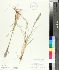 Poa arachnifera image