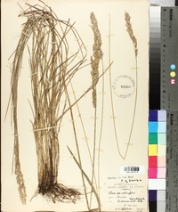 Poa arachnifera image