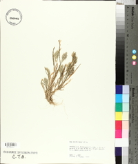 Poa arachnifera image