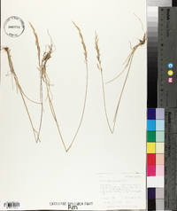 Poa secunda var. secunda image