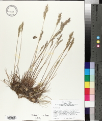 Poa bulbosa image