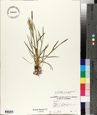 Poa bulbosa image