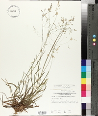 Poa cuspidata image