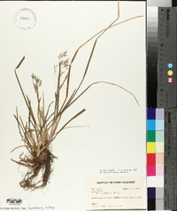 Poa cuspidata image