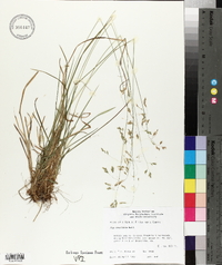 Poa cuspidata image