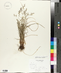 Poa cuspidata image