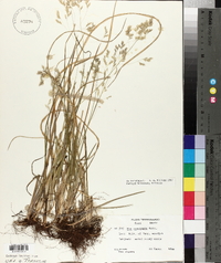 Poa cuspidata image