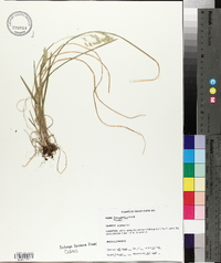 Poa cuspidata image