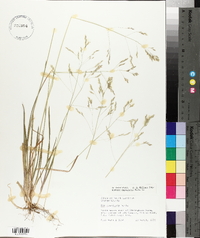 Poa cuspidata image