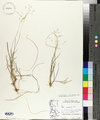 Poa cuspidata image