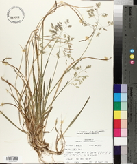 Poa cuspidata image