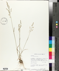 Poa epilis image