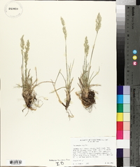 Poa epilis image