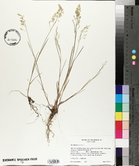 Poa nemoralis image